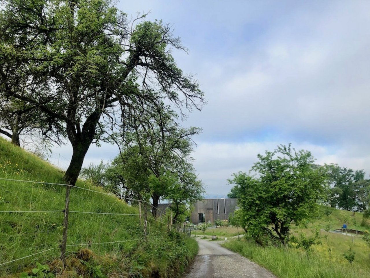 Schon beim Zufahrtsweg zum Haldihof begegnen einem die Hochstammbäume.