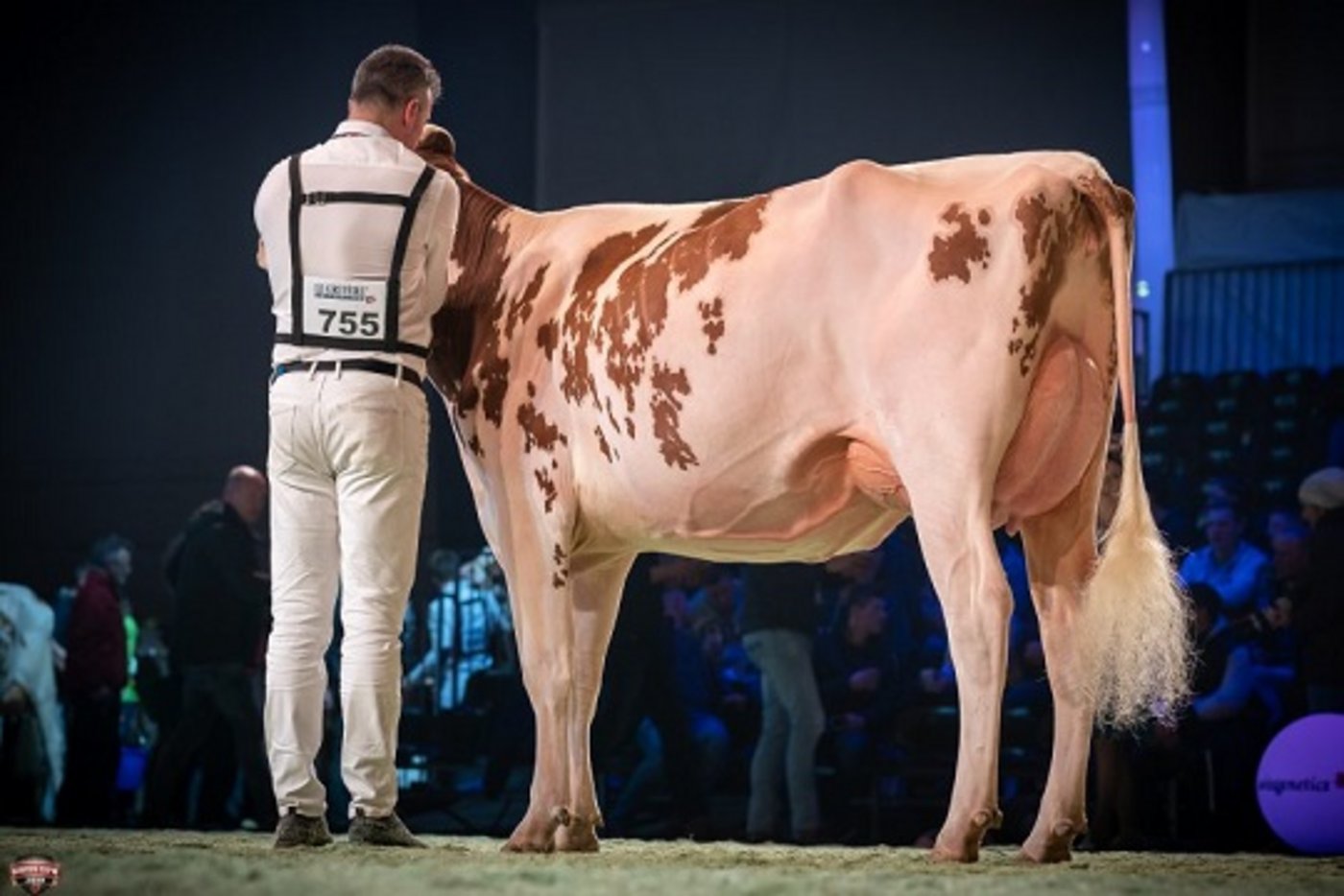 Intermediate-Champion wurde All-Star Agend Elegance von Gobeli/Gasser/Rätz, Gstaad BE.