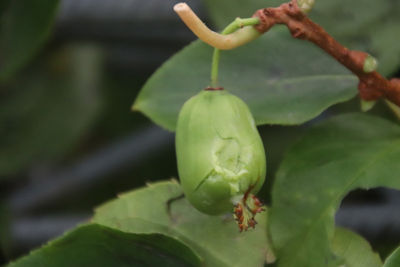 Auch die Minikiwikulturen sind betroffen, indem Hagelkörner diese kleinen bereits in der Reife stehenden kleinen Früchte aufgeschlagen haben.