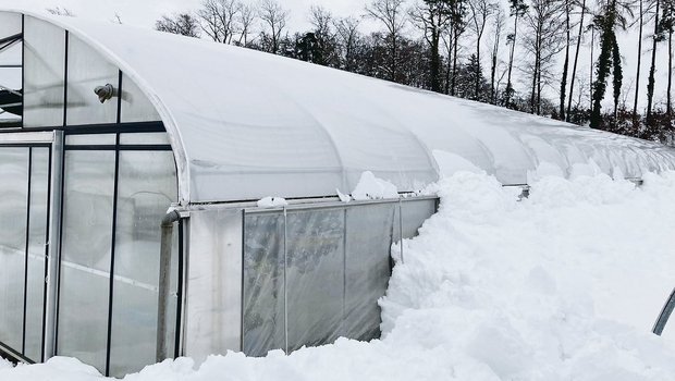 Obstbauer Thomas Oswald kultiviert im Folientunnel Erdbeeren. Der viele Schnee hat sich auf dem Dach abgelegt und rutschte dann nach und nach an den Seiten ab. Nun stapelt sich dieser bis zu 2,5 m hoch, drückt an die Wände und könnte die Kultur schädigen.(Bild Th. Oswald)