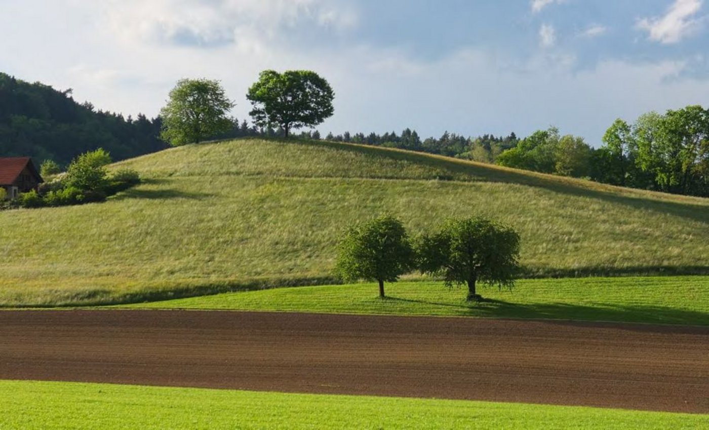 Werden markante Einzelbäume, wie hier im Bild, im Projektperimeter Pfannenstil neu gepflanzt, werden einmalig 140 Franken für Hochstammobst- bzw. 300 Franken für Laubbäume ausbezahlt. (Bild: Kt. ZH/zVg)