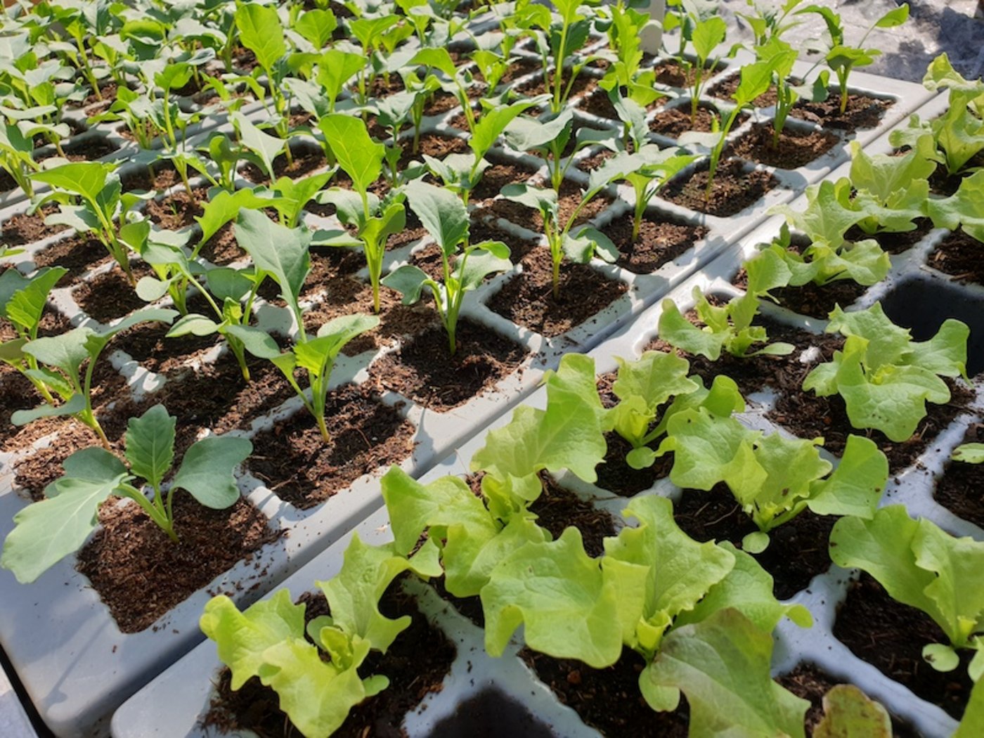 ... sondern man sollte das, was man pflanzt, hier Kohlrabi und Salate, auch essen und verwerten mögen. (Bild Ruth Aerni)