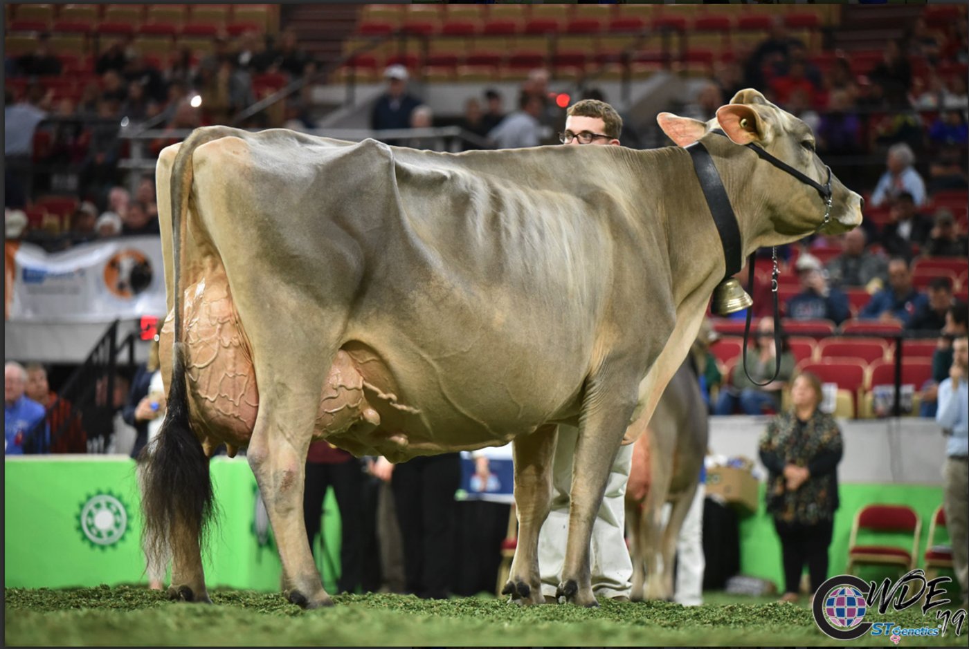An der Braunviehschau konnte Cutting Edge T Delilah (Thunder) von Ken Main und Kenny Jo ihren Vorjahressieg wiederholen und wurde Grand Champion.