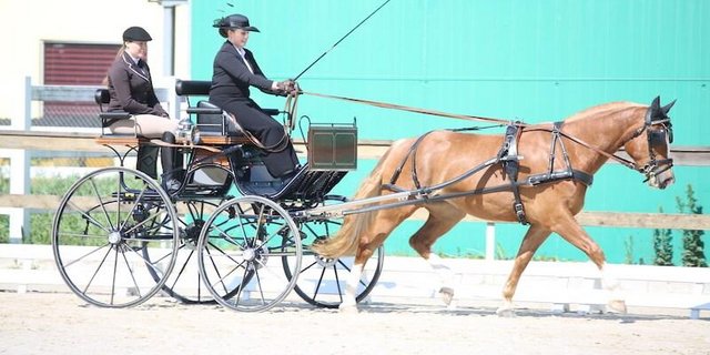 Den neunten Rang holte Nathalie Bader aus Mümliswil SO mit Dunia im Promotionfahren 3-Jährige. (Bild Karin Rohrer)