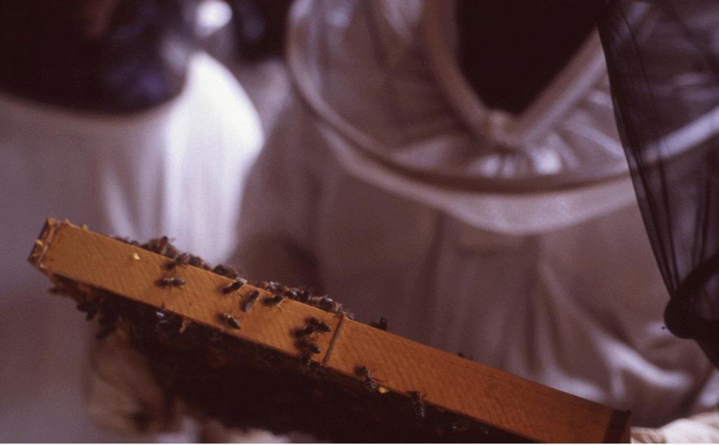 Die Überlebensraten der Bienenvölker im letzten Winter waren gross. (Bild: Daniel Espinoza)