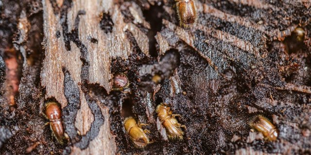 Borkenkäfer fressen Löcher in die Rinde und den Bast einer Fichte (das Bild entstand in Cham im August 2018). Auch heuer droht wieder eine Borkenkäferplage.(Bild Keystone)