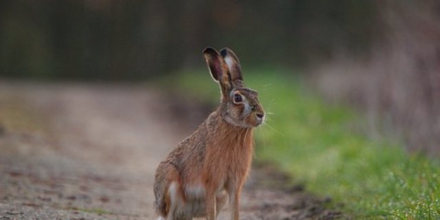 Die Hasenpest ist bei Mensch und Tier meldepflichtig, da eine Kleinstmenge des Bakteriums eine Erkrankung auslöst. (Symbolbild Pixabay)