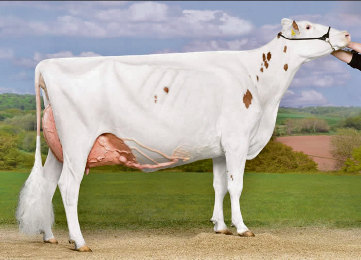 Mr Savage Pasteque von Roger Frossard, Les Pommerats JU, ist die amtierende Europameisterin. Sie gewann 2019.(Bild ws)