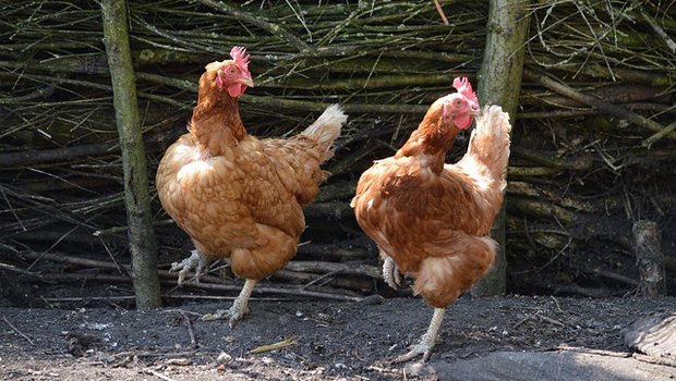 Bei der Einstufung für das Tierwohllabel wird der gesamte Lebenszyklus der Hühner bewertet. (Bild pixabay)
