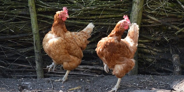 Bei der Einstufung für das Tierwohllabel wird der gesamte Lebenszyklus der Hühner bewertet. (Bild pixabay)