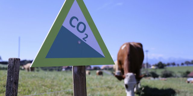 Die Lebtagleistung der Kühe soll steigern und damit der Methanausstoss pro Kilo Milch sinken. (Bild ji) 