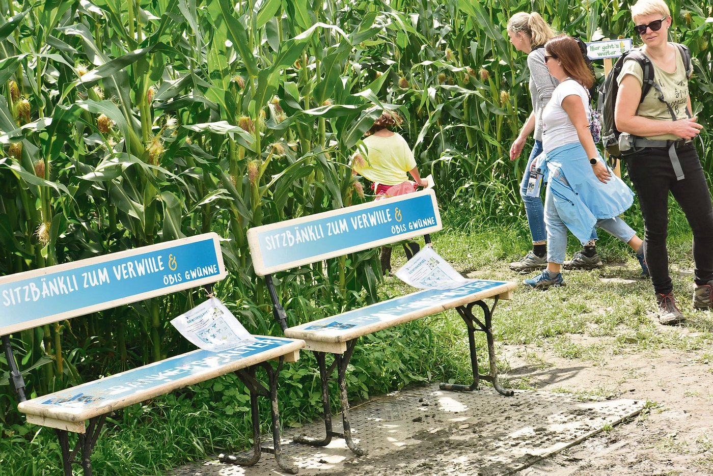 Das Labyrinth auf dem Birkenhof in Balgach ist gut 2,6 Kilometer lang. Auf den über drei Hektaren gedeihen rund 300 000 Maispflanzen. (Bilder Heidy Beyeler)