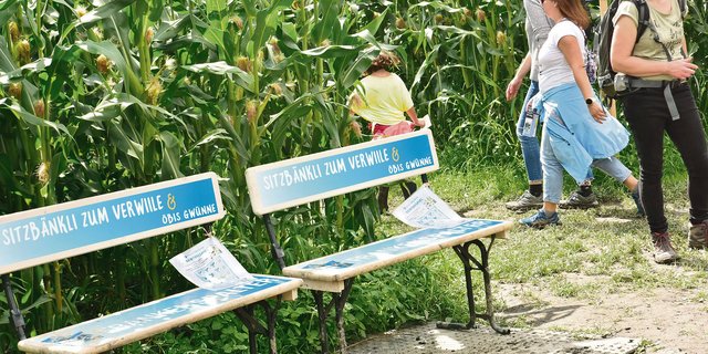 Das Labyrinth auf dem Birkenhof in Balgach ist gut 2,6 Kilometer lang. Auf den über drei Hektaren gedeihen rund 300 000 Maispflanzen. (Bilder Heidy Beyeler)
