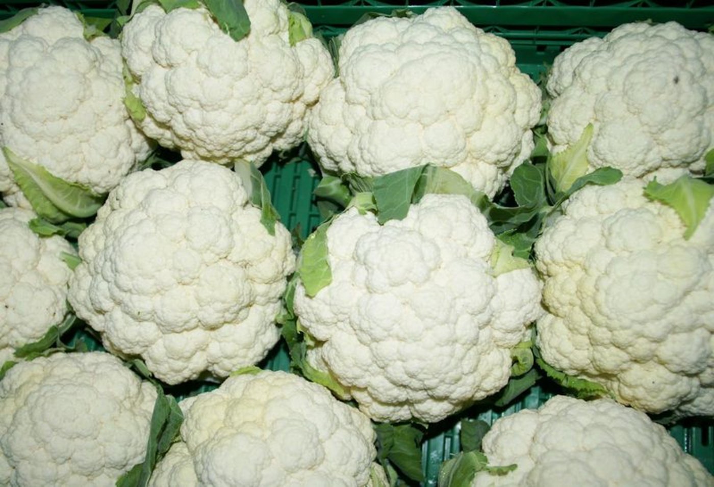 Blumenkohl ist der beliebteste Kohl in der Schweiz. (Bild lid) 