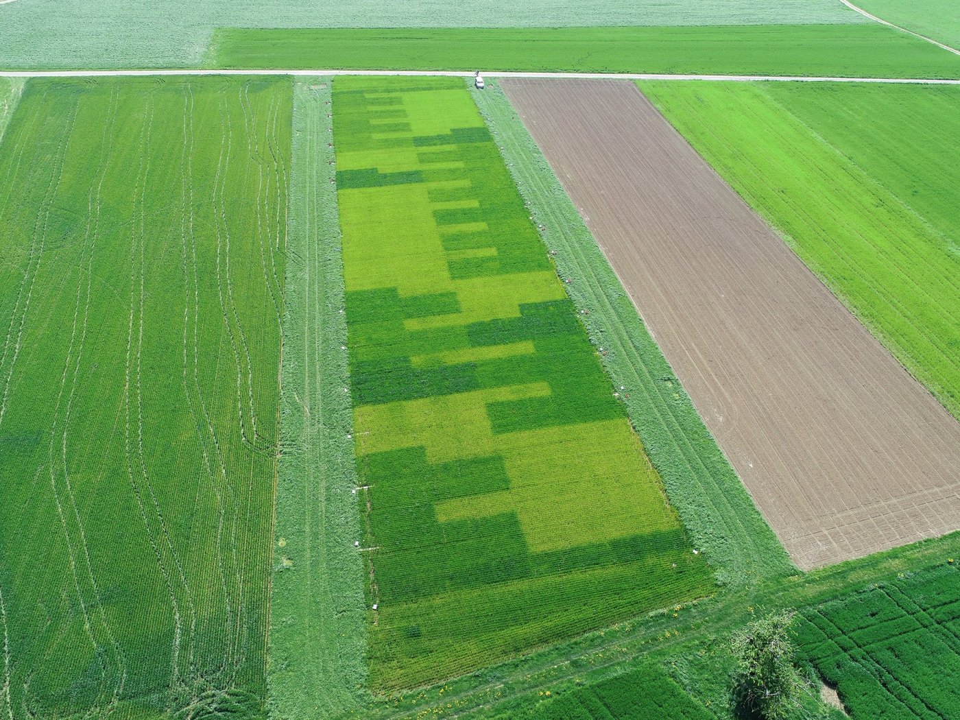 Der Recyclingdüngerversuch in Wallbach aus der Luft. Parzellen mit Mineraldünger (Kontrollversuch) sehen dunkelgrün, Parzellen mit flüssigem organischen Dünger und festem Gärgut sehen etwas heller aus. (Bild Maike Krauss, FiBL)