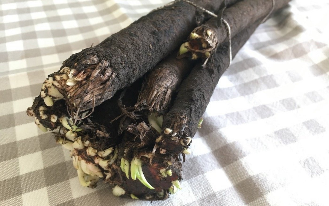 Schwarzwurzeln sind nur äusserlich schwarz, innen sind sie weiss – genau wie Spargeln. (Bild jsc)