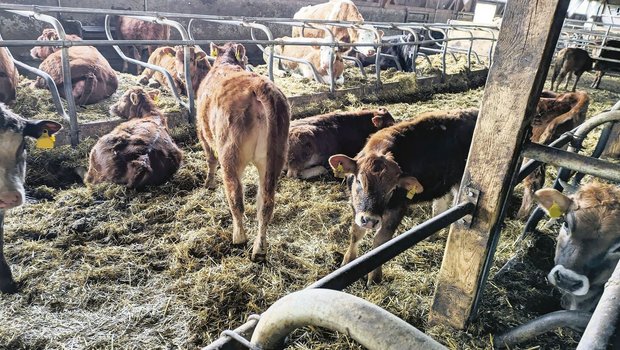 Zwischen den Liegeboxen der Kühe haben die Kälber ihren warmen und windgeschützten Platz. 