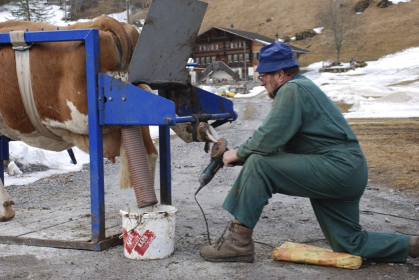 Durch Klauenpflege können Krankheiten und Lahmheiten verhindert werden. (Bild Toni Aeschlimann/landwirtschaft.ch)