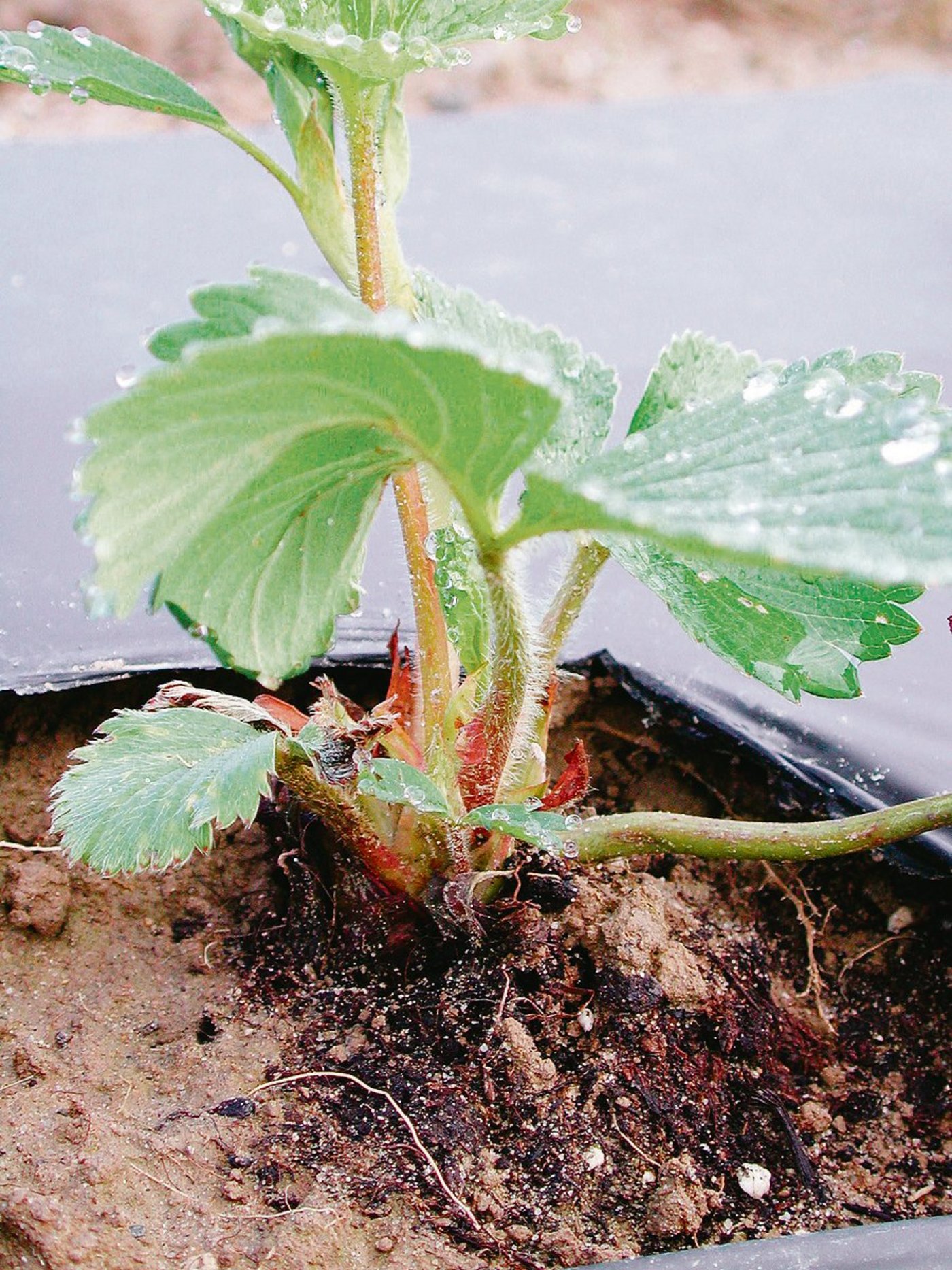Die Erdbeeren sind genügend tief zu pflanzen. Dabei sollten die Topfballen leicht mit Erde überdeckt werden.(Bild FOB) 