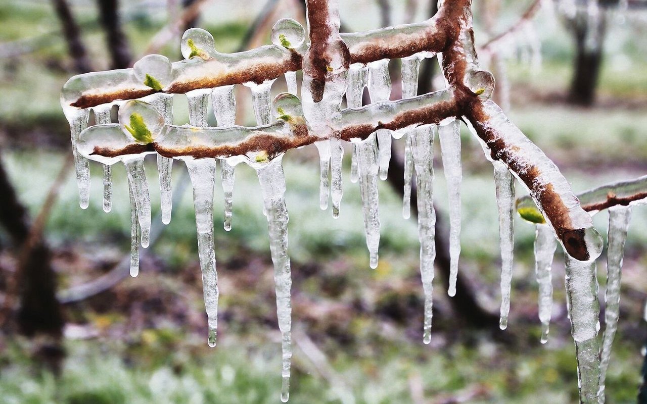 Ein dicker Eispanzer schützt die jungen Triebe der Mini-Kiwi im Zürcher Weinland vor Frost.