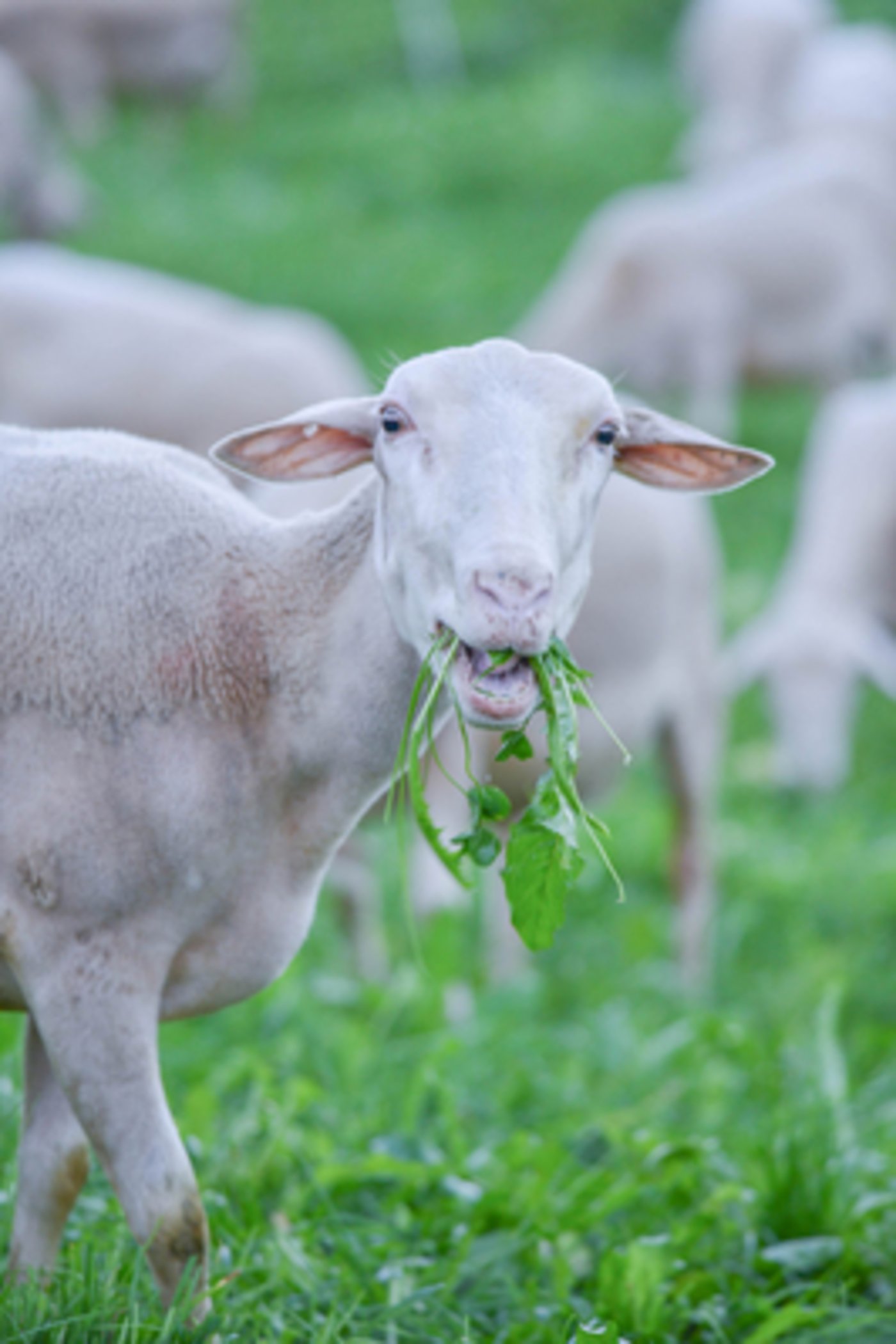 Die Schafe sind ideale Verwerter von frischem Gras. (David Eppenberger)