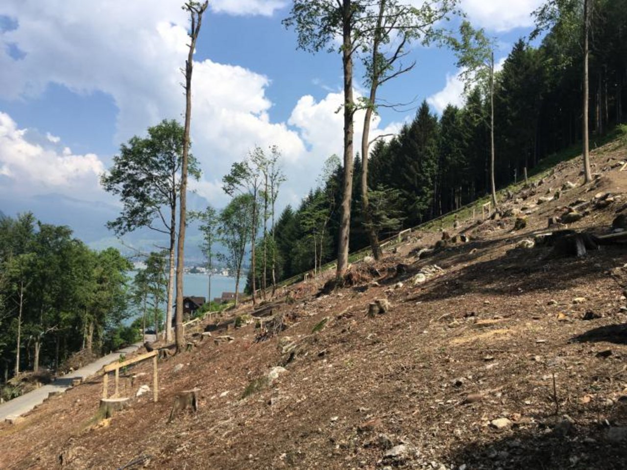 Kastanienhain Treib in Seelisberg mit 25 belassenen alten und 21 neu gepflanzten Kastanien. (Bild Urner Amt für Forst und Jagd)