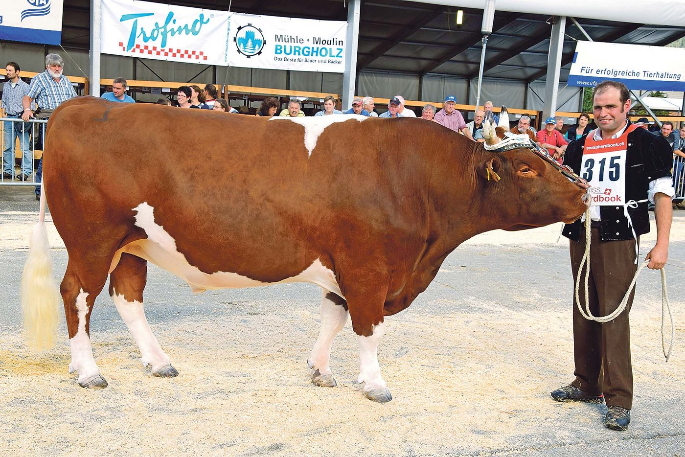 Er war beim Swiss Fleckvieh der schönste: Puk Swindal von Hansueli Aebersold, Beatenberg BE und Peter Fankhauser, Oberthal BE. (Bilder Peter Fankhauser)