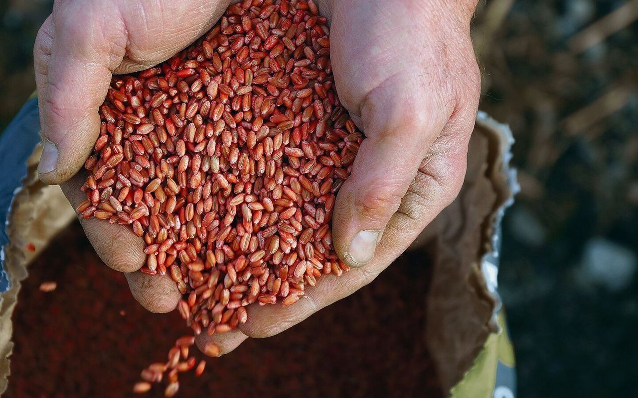 Welches Saatgut darf in der Schweiz künftig eingesetzt werden? Darüber müssen sich Politik und Landwirtschaft Gedanken machen.