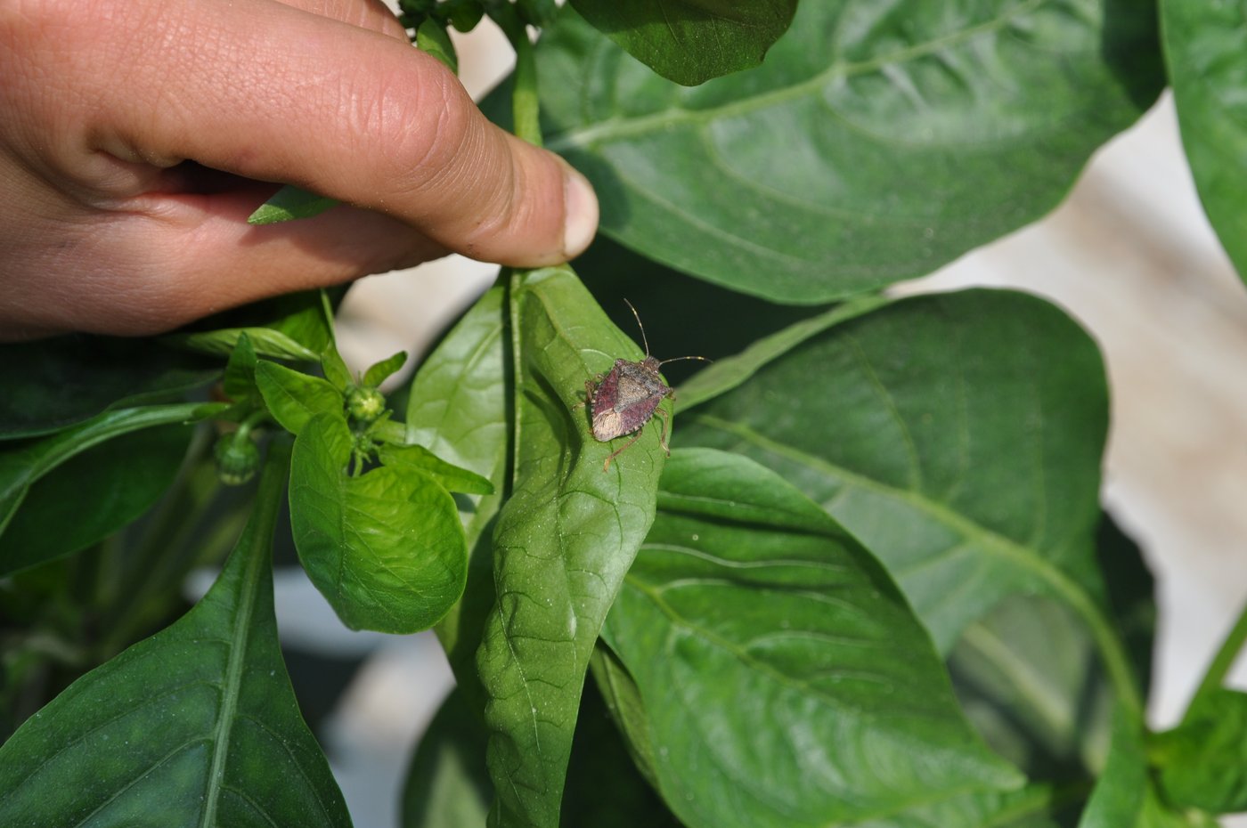 Eine ausgewachsene Marmorierte Baumwanze auf einer Peperoni-Pflanze. (Bild Agroscope)