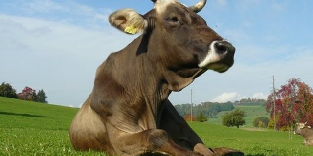 Milchkuh auf der Weide: Deutsche Konsumenten möchten dies öfters sehen. (Bild: lid)