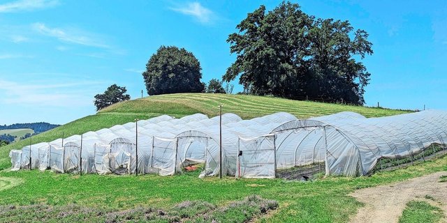 Gemüsetunnels auf dem Betrieb Isehuet in Altbüron. Solch temporärer Witterungsschutz darf sechs Monate pro Jahr bewilligungsfrei stehen. 