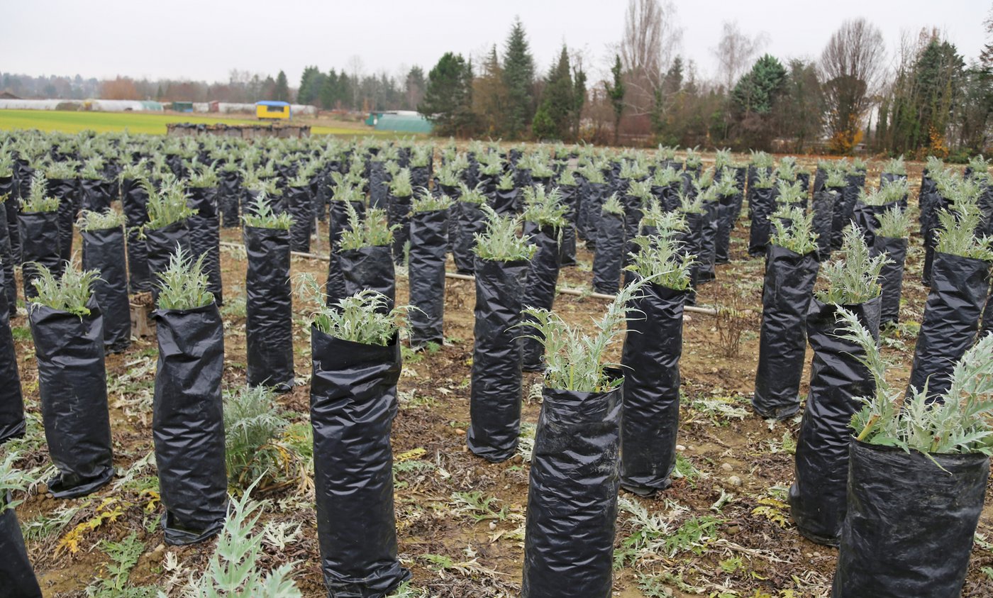 Genf ist der Ort für Kardy in der Schweiz.