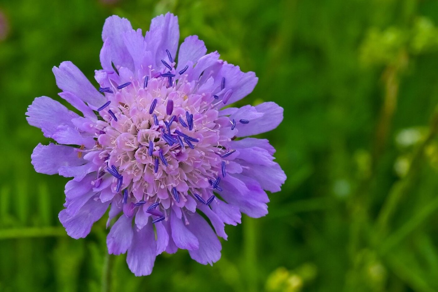 Schnittblumen aus dem eigenen Garten: Skabiosen. (Foto: Michael Gaida, Pixabay)