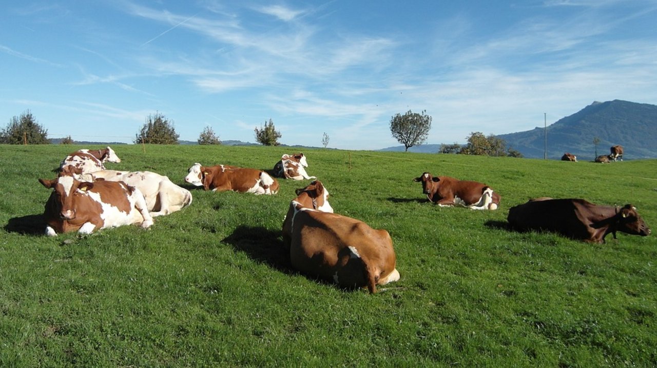 Kühe auf der Weide: Milch aus Gras sei ein zentrales Element der Differenzierung von Schweizer Milch gegenüber dem Ausland, so die SMP. (Bild Pixabay)