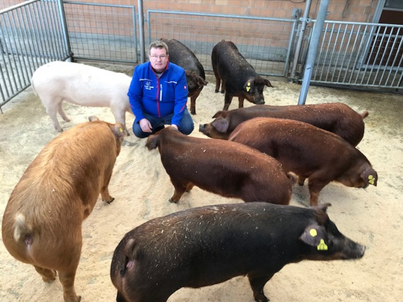 Der gastgebende Landwirt Samuel Schwab inmitten seiner Duroc- und Edelschweine. (Bild akr) 