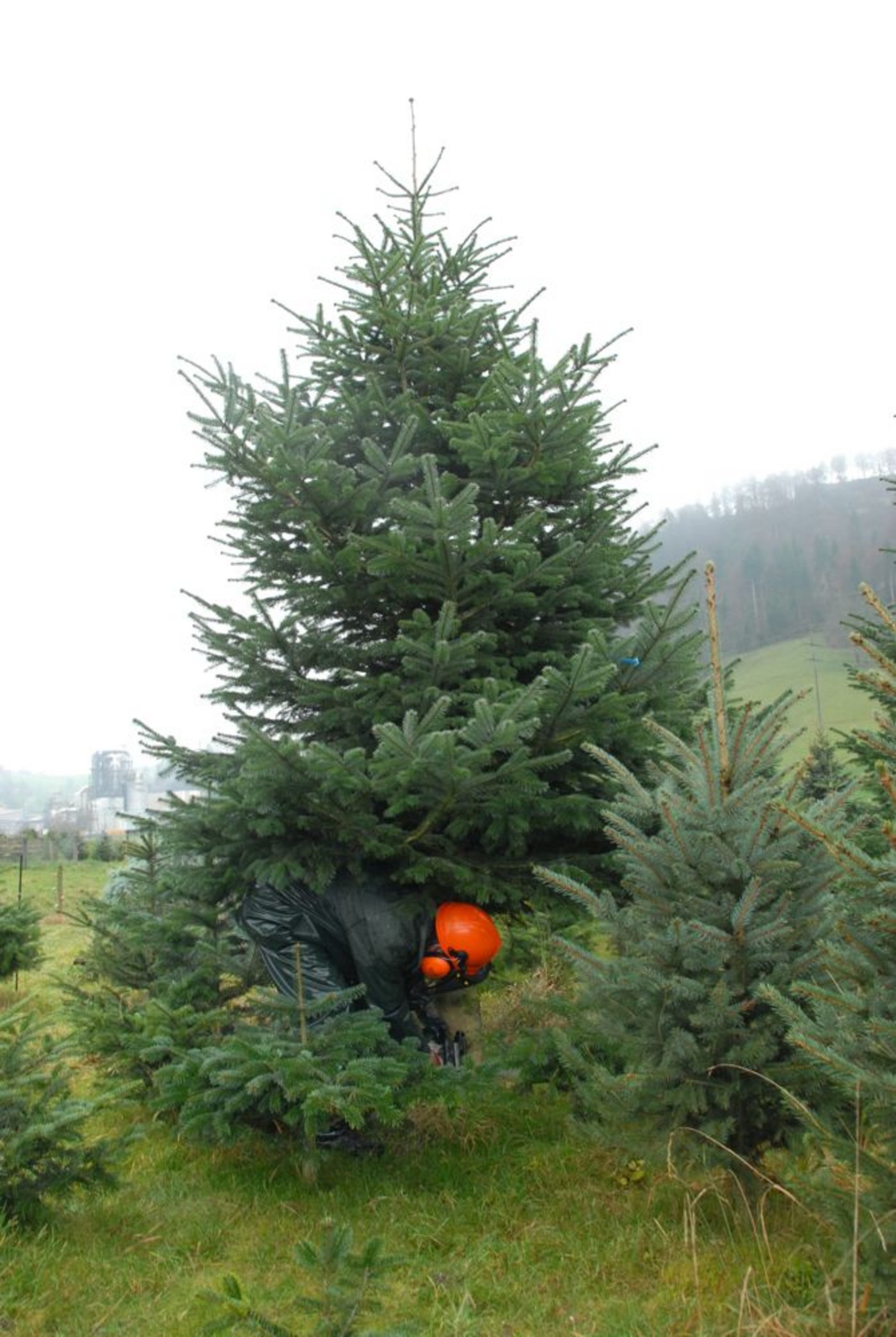 Es sind zwar keine 20-Meter-Tannen, trotzdem werden ohne Helm und Schnittschutzhosen auch keine Christbäume gefällt. Markus beim Fällen der Nordmanntanne. Auf dem Hof geht es dann ... (Bilder Hansjürg Jäger)