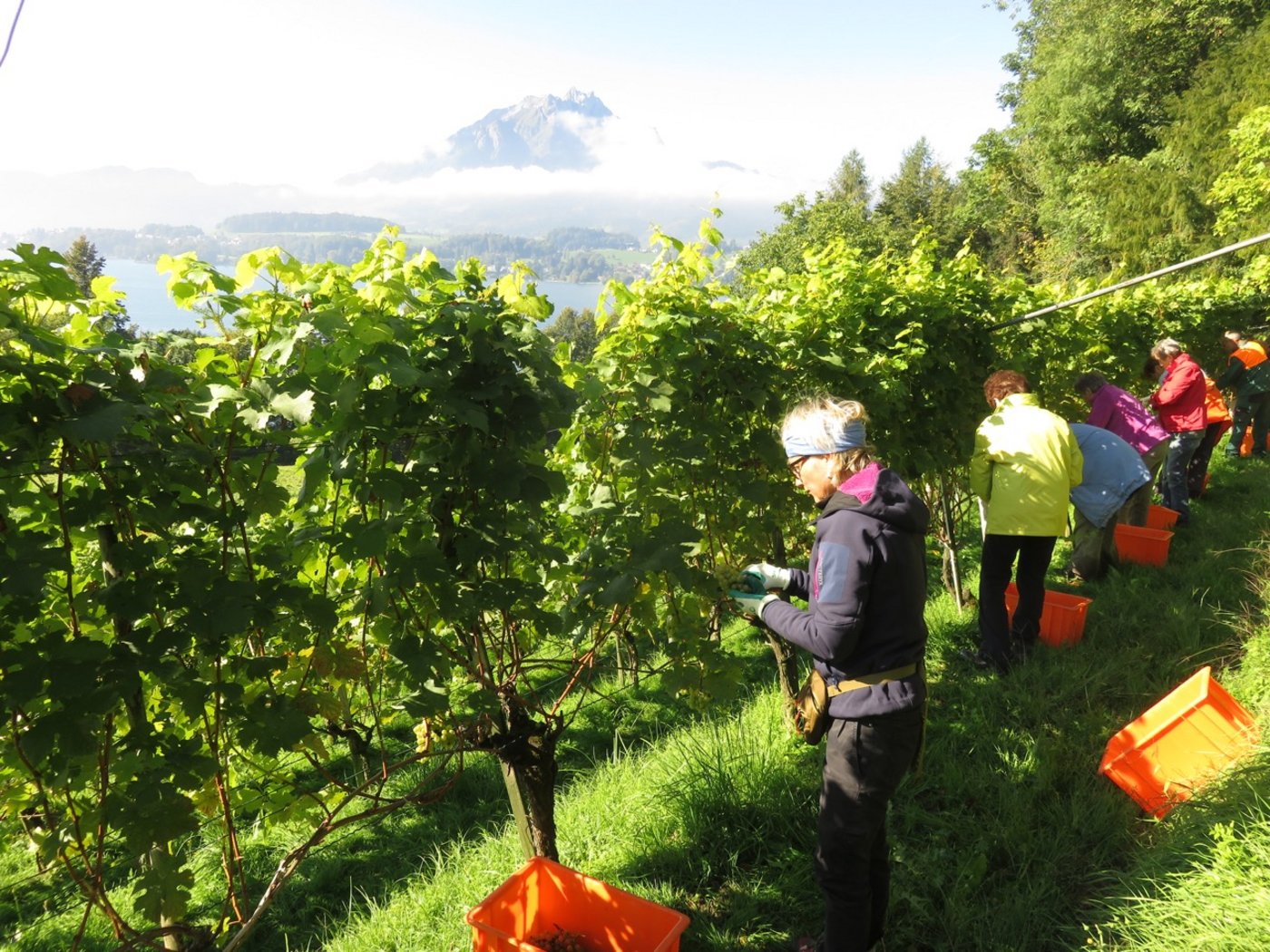 Der Jahrgang 2017 dürfte klein, aber fein ausfallen.