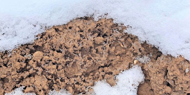 Eine Schneeschicht isoliert zwar, gepflügter Boden kühlt in der oberen Schicht aber generell stärker aus. Die Erwärmung im Frühling geht dafür auch schneller vonstatten. 