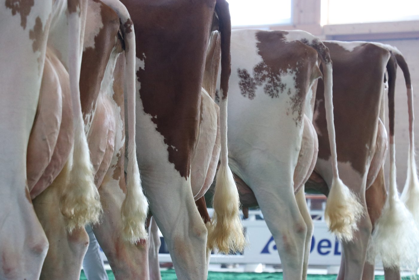 Red Holstein Kategorie