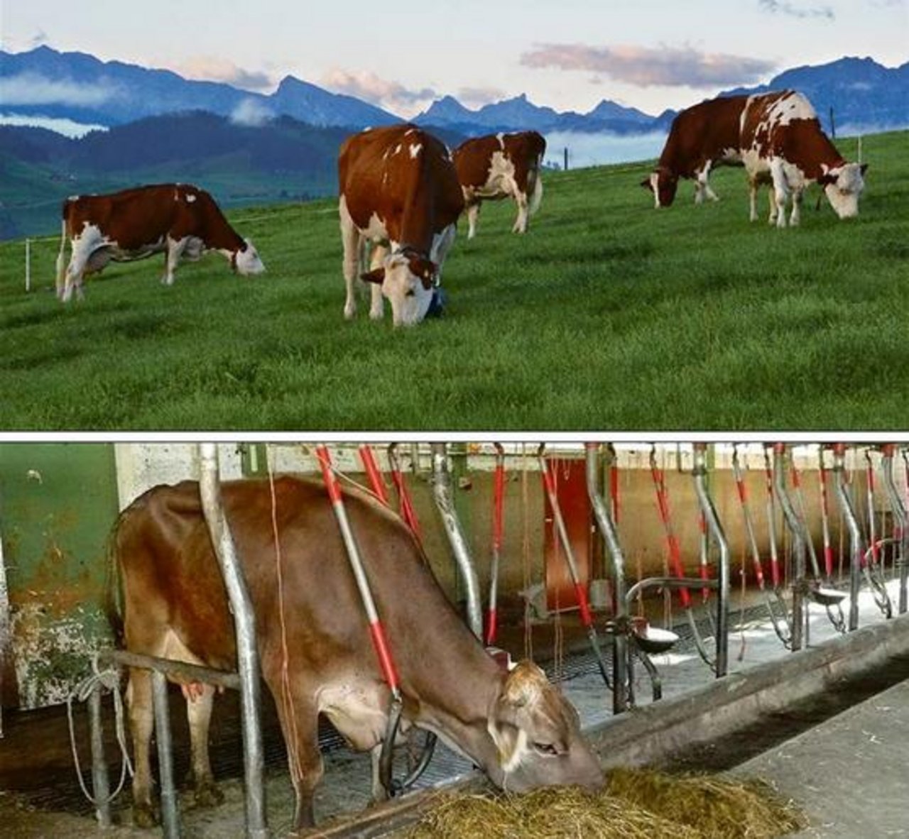 Oben, was man den Konsumenten gerne zeigt: Kühe auf der Weide. Und unten, was gerne falsch verstanden wird: eine Kuh im Anbindestall. (Bilder Aline Küenzi/zVg)