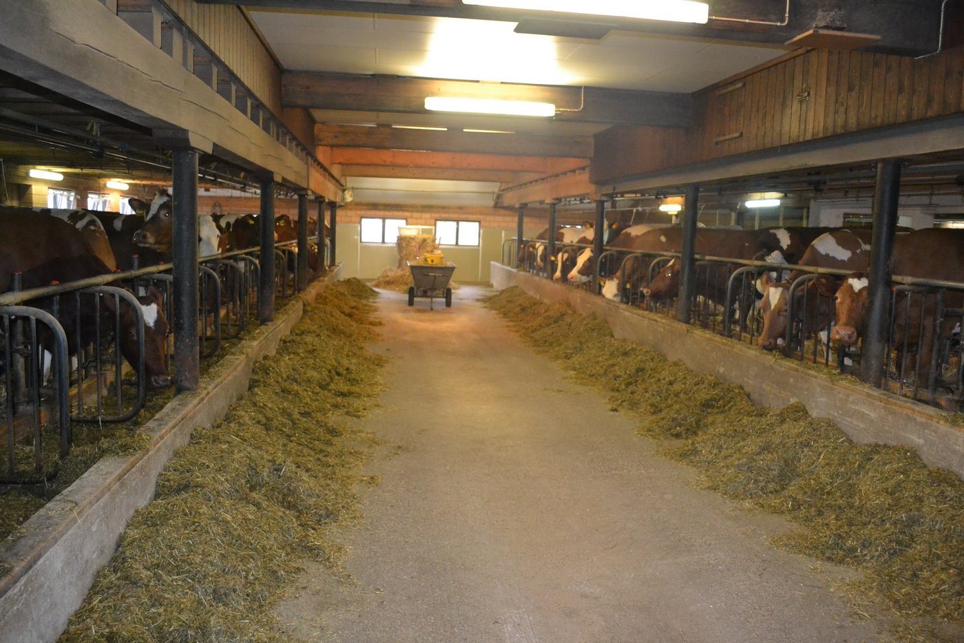 Ein Blick in den Stall von Bärtschis. (Bilder Peter Fankhauser)