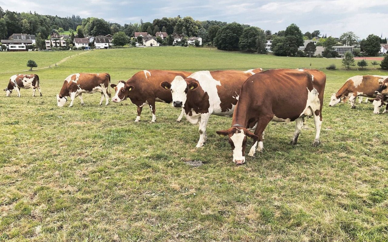 Die SF-Kühe vom Waldhof verbringen viel Zeit auf der Weide.
