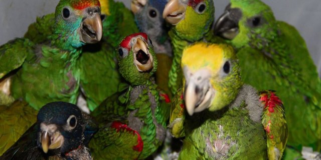 In der Vogelzucht, hier junge Amazonen und Rotsteisspapageien, ist man auf ein ausgeglichenes Geschlechterverhältnis angewiesen. 