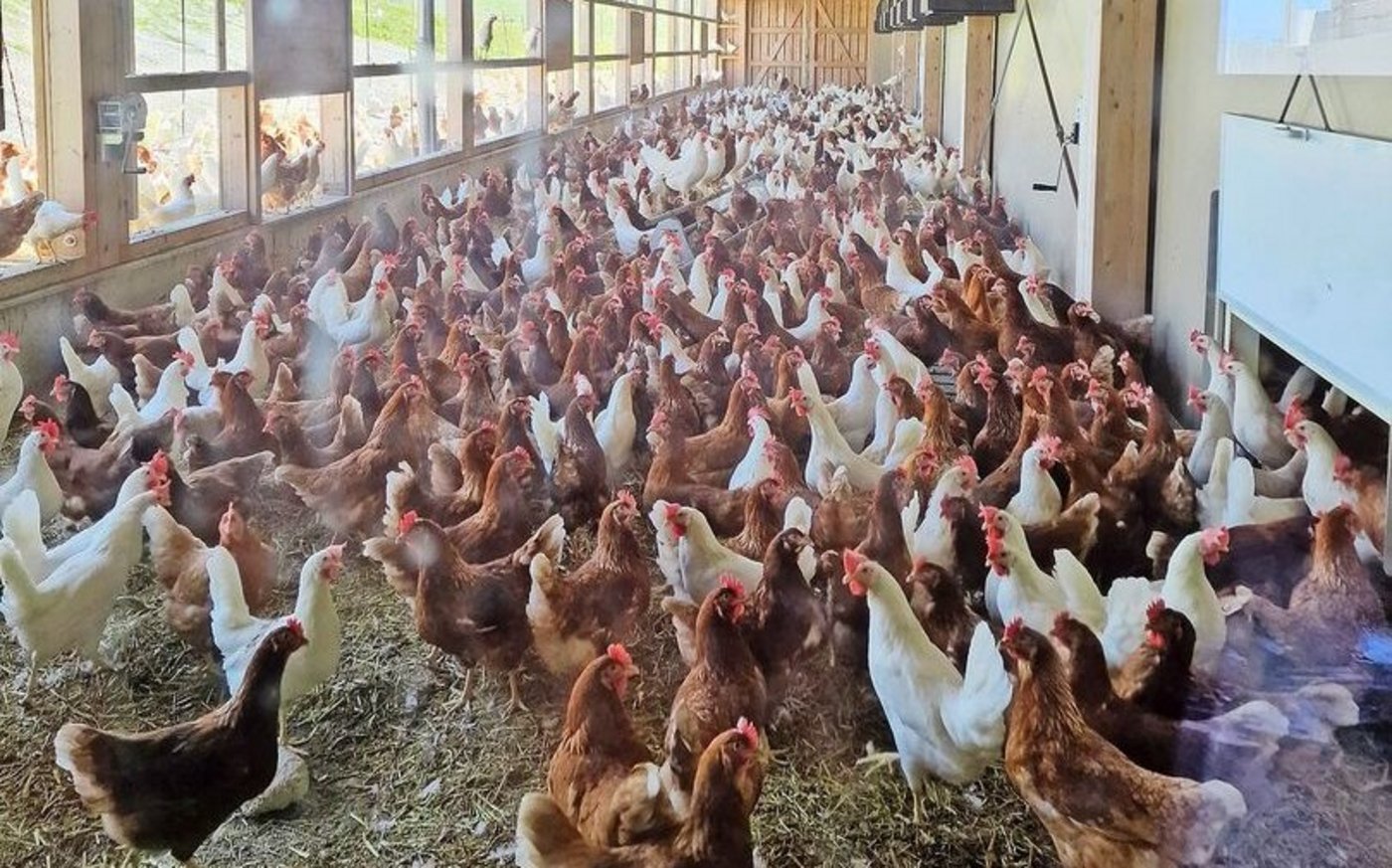 Im Wintergarten des Legenhennenstalls halten sich die Tiere viel und gerne auf. Sie mögen es lieber schattig als unter praller Sonne. 
