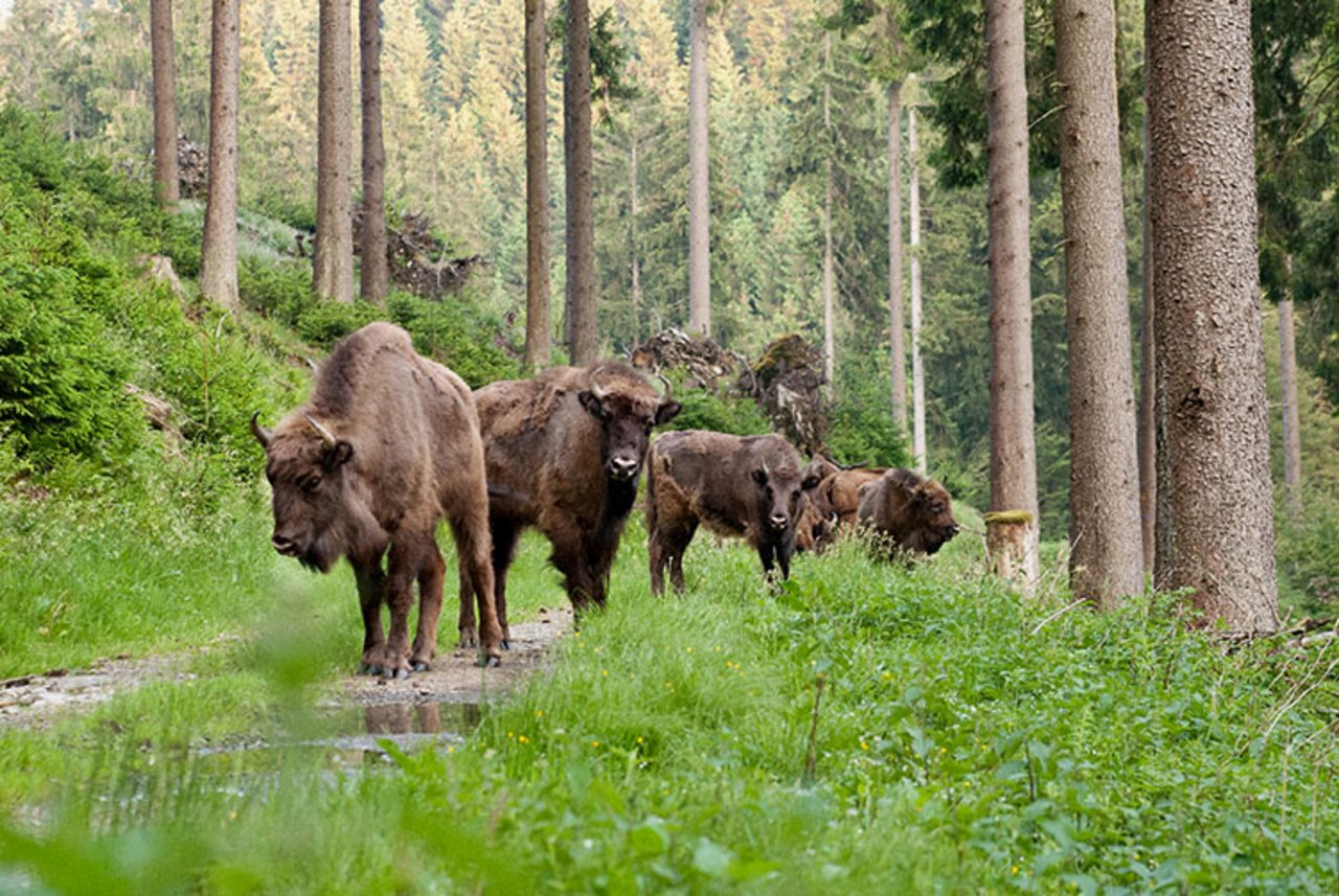 Wisente (auch bekannt als Europäische Bisons) kamen noch bis ins frühe Mittelalter in den Urwäldern von West-, Zentral- und Südosteuropa vor. (Bild wisent-thal.ch)