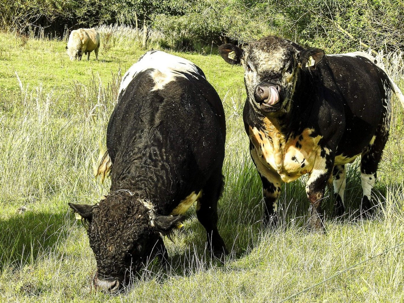 (Symbolbild Pixabay)