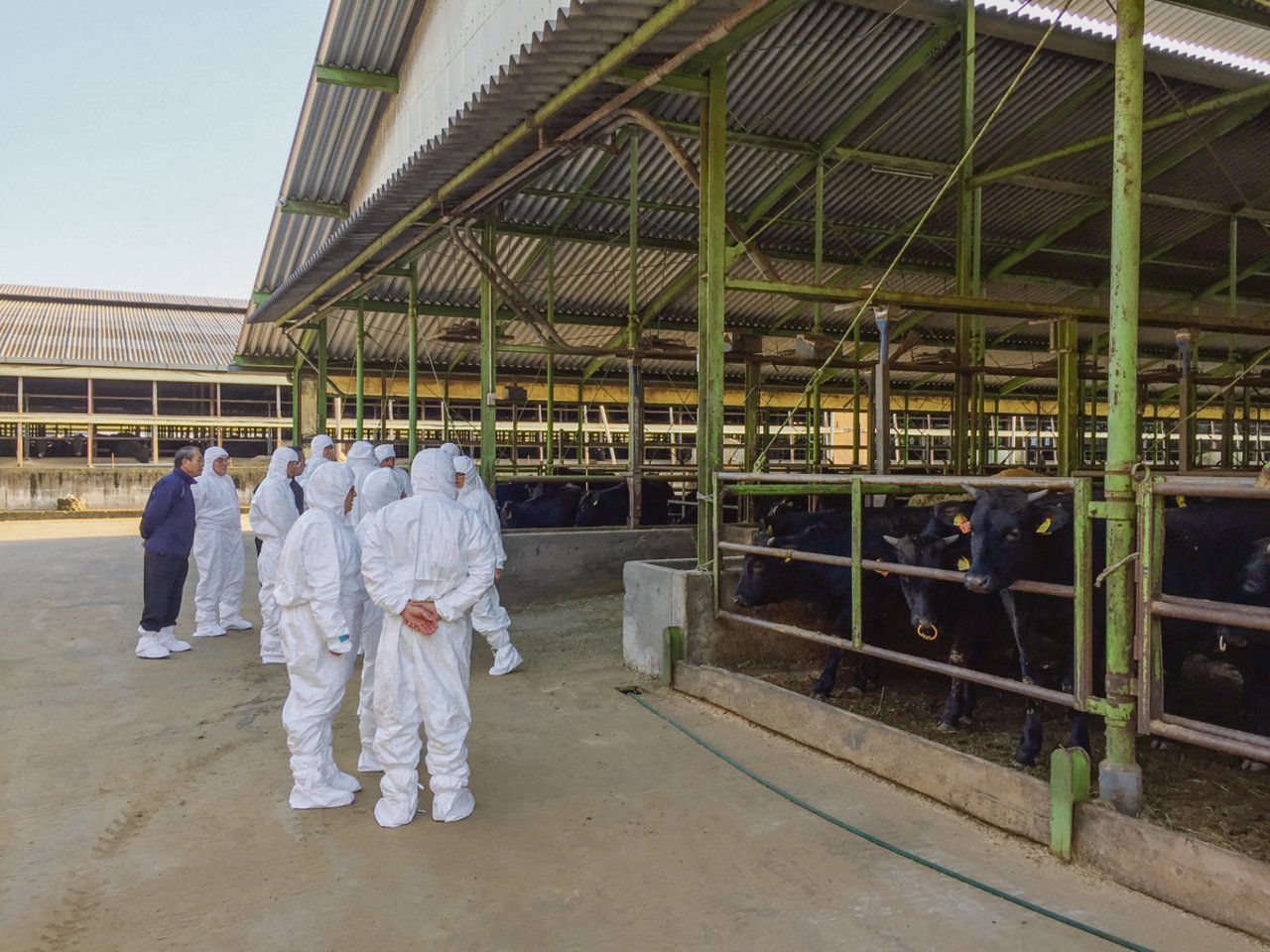 Besichtigung der Hitachiwagyu-Farm mit 1700 Rindern. Die Tiere werden nach 30 Monaten für rund 15 500 Franken verkauft.