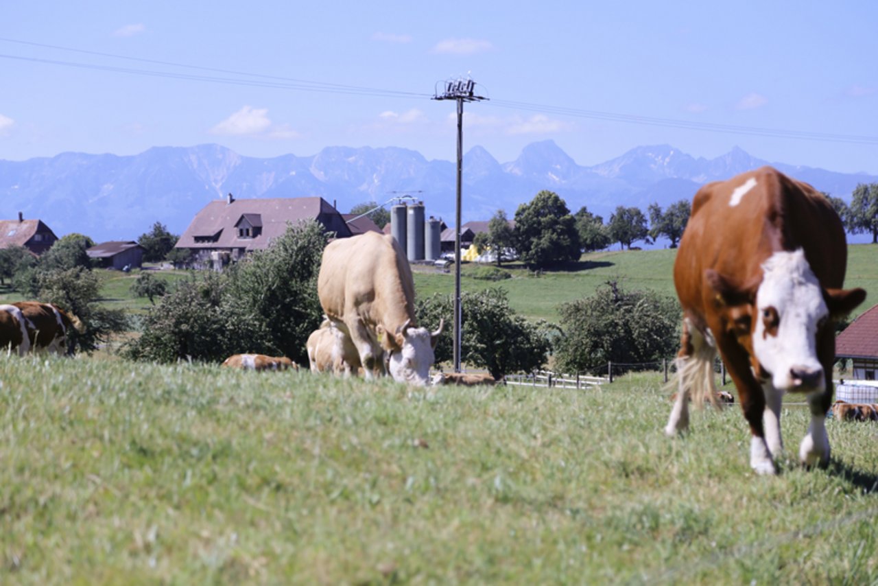 Wie viele Kühe mit Hörner genau in der Schweiz weiden, weiss niemand. (Bild ji)