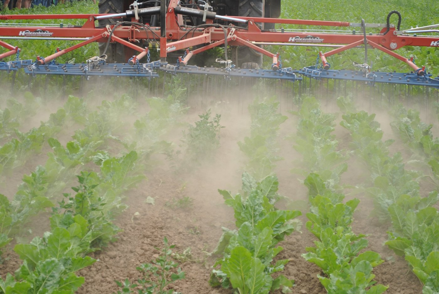 In der Zuckerbranche ist der Staub wiedermal aufgewirbelt. Ein neues Anreizsystem soll neue Pflanzer(innen) anlocken. (Bild FiBL)