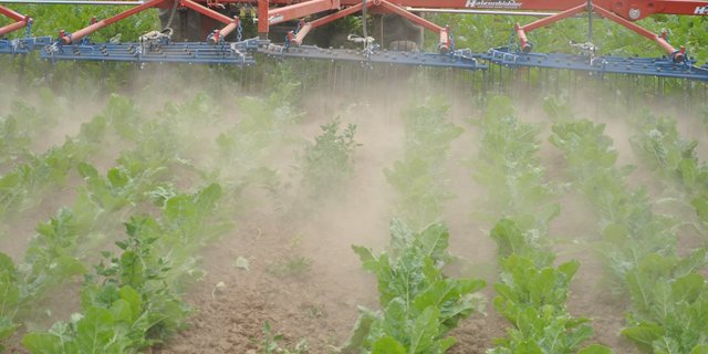 In der Zuckerbranche ist der Staub wiedermal aufgewirbelt. Ein neues Anreizsystem soll neue Pflanzer(innen) anlocken. (Bild FiBL)